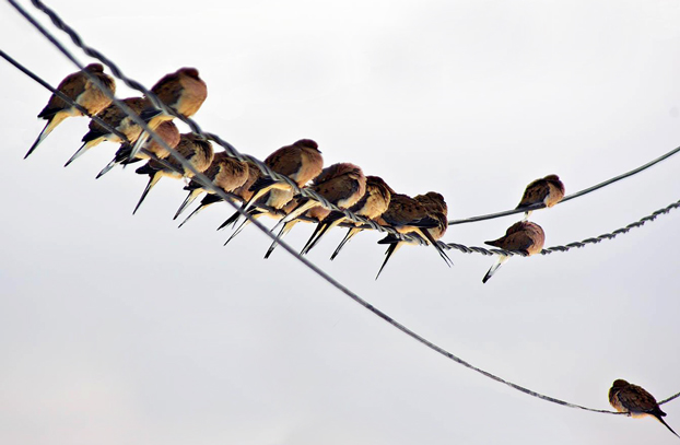 Birds on Electrical Wires